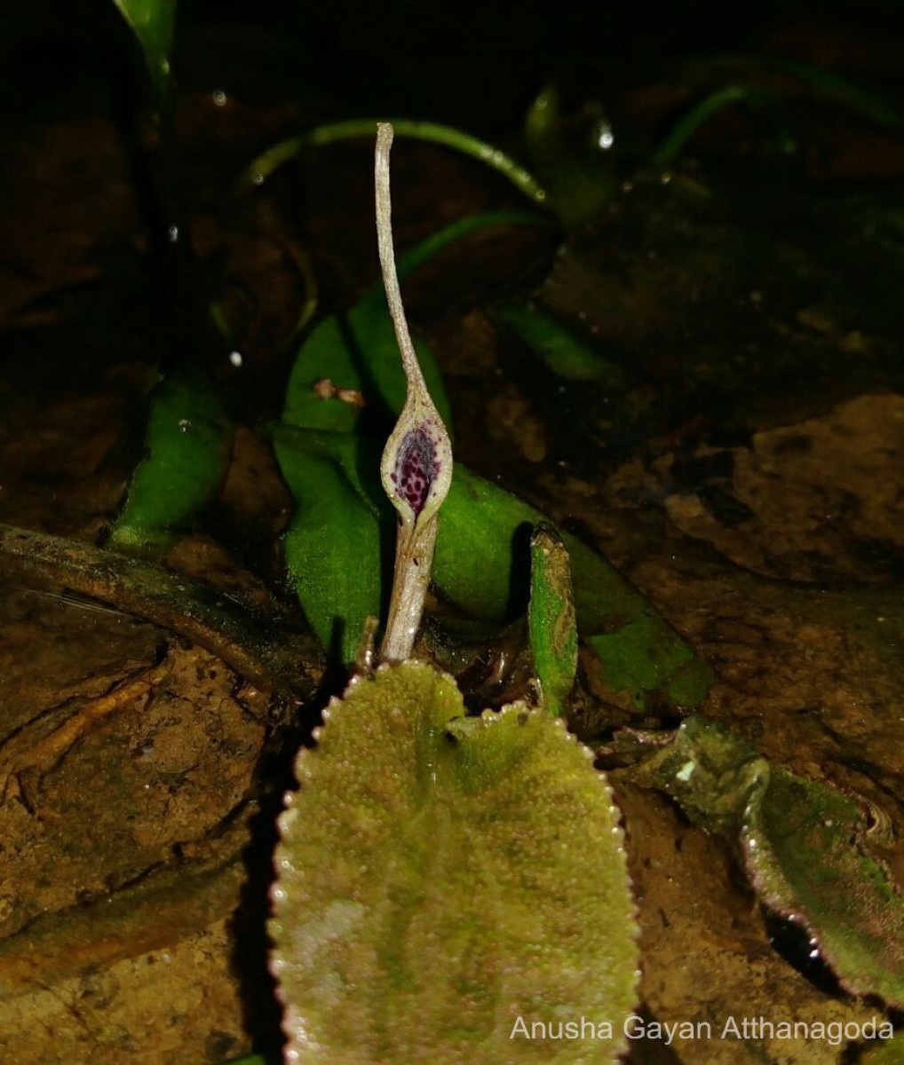 Cryptocoryne thwaitesii Schott